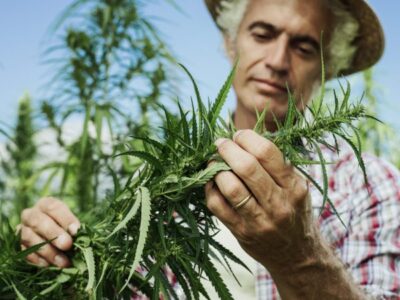 Cannabis Workers’ Compensation Insurance: Why is it Important?
